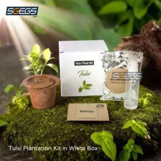 01 Tulsi Plantation Kit in White Box SGEGS